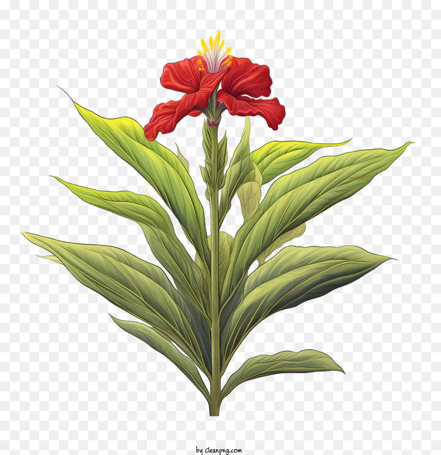 Canna Indica，Flor Vermelha PNG