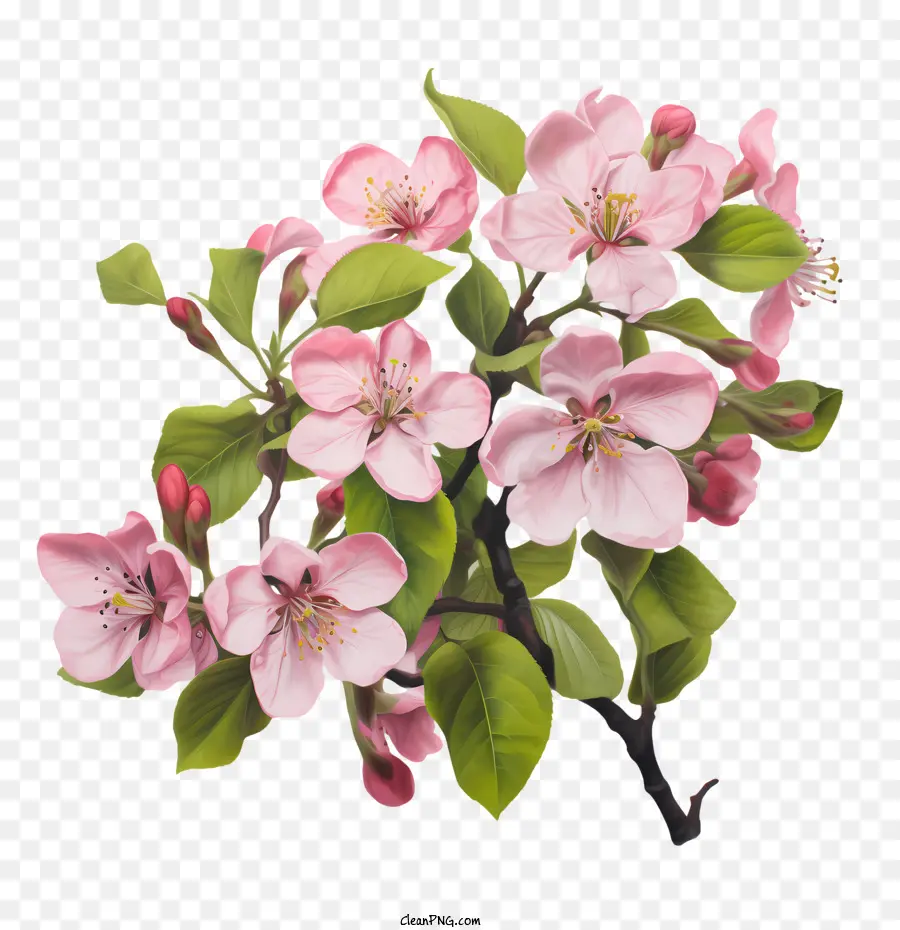 Apple Blossom，Cor De Rosa PNG