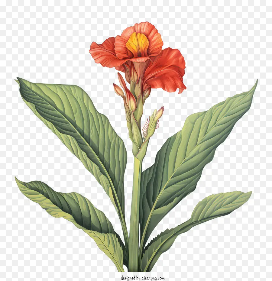 Canna Indica，Flor Vermelha PNG