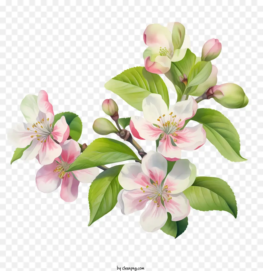 Apple Blossom，Blossom PNG