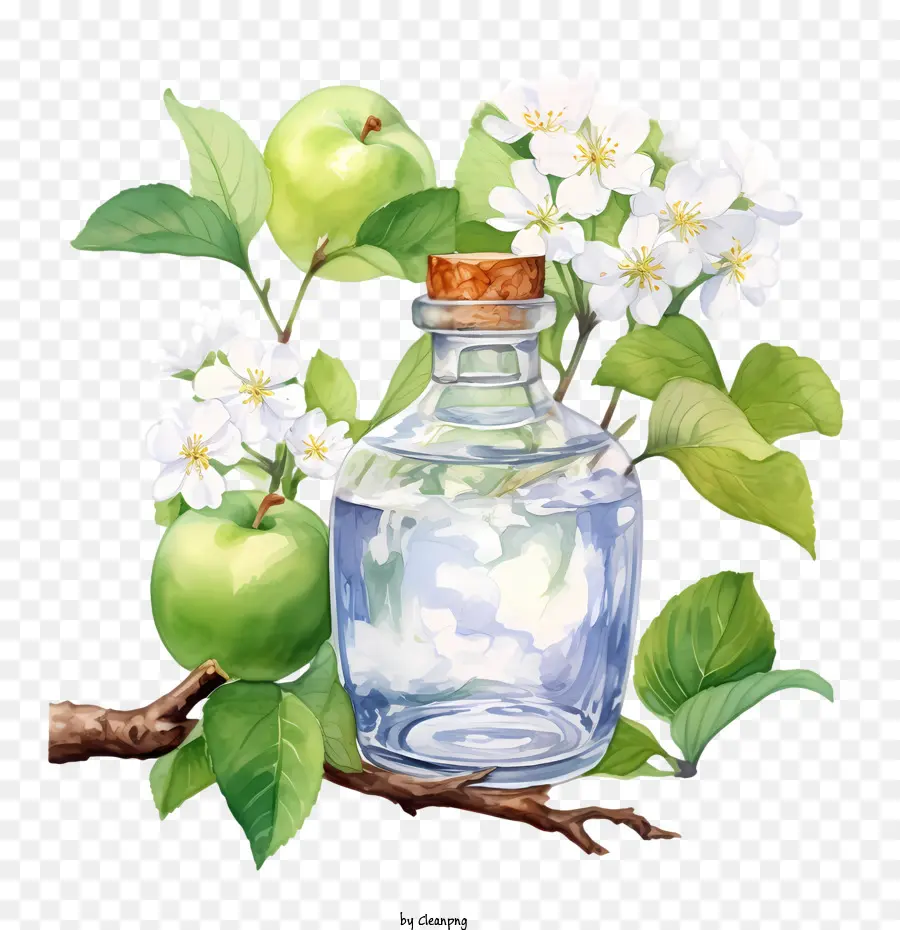 Apple Blossom，Verde PNG