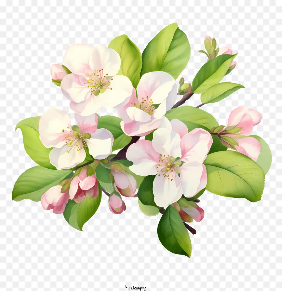 Apple Blossom，Apple Floresce PNG