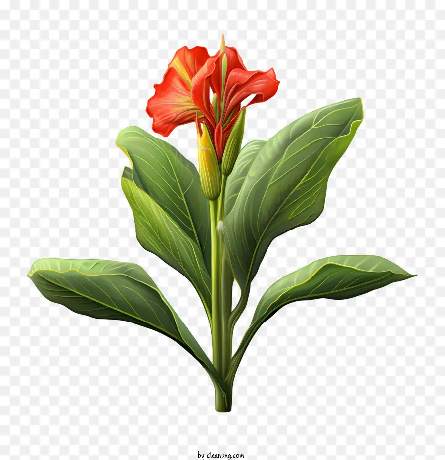 Canna Indica，Flor Vermelha PNG