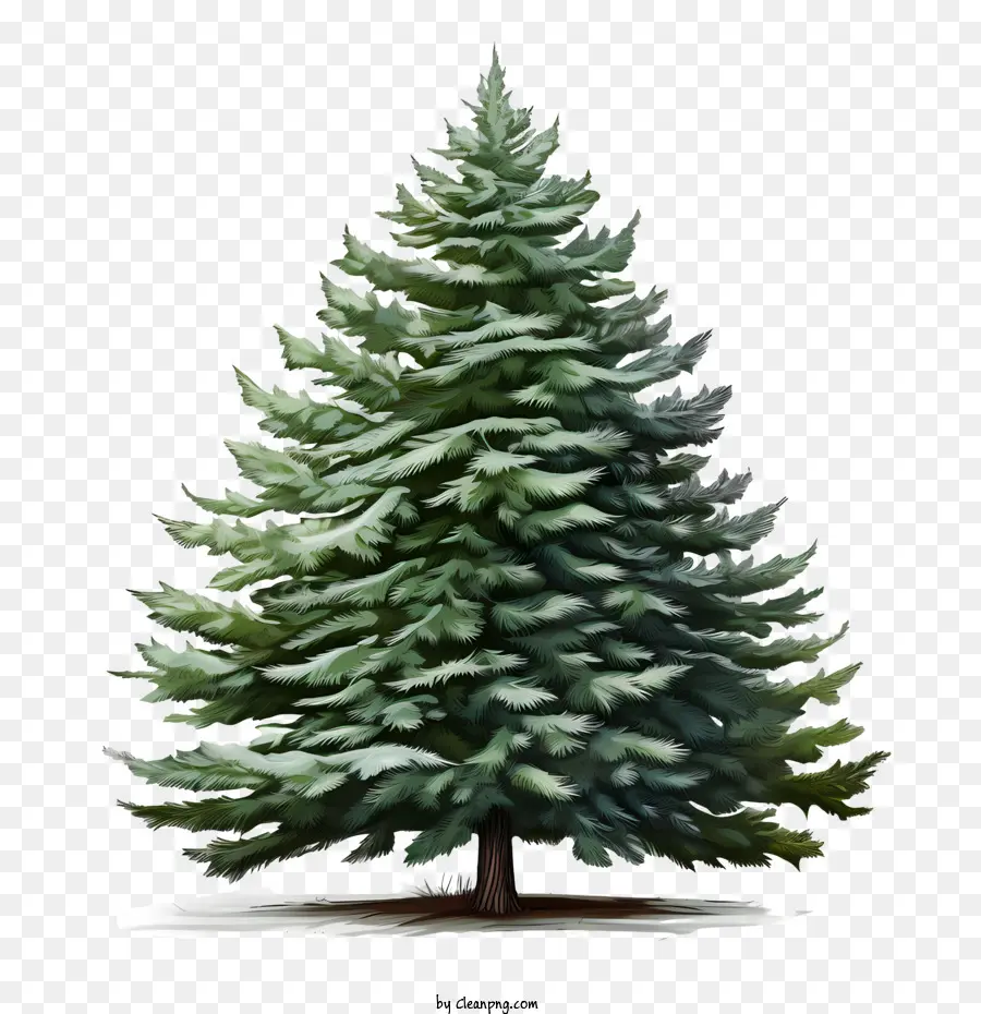 árvore Perene，árvore De Natal PNG