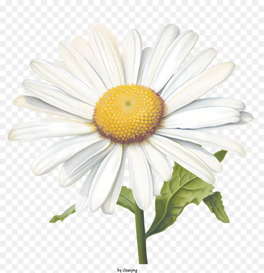 Margarida Flor，Flor Branca PNG