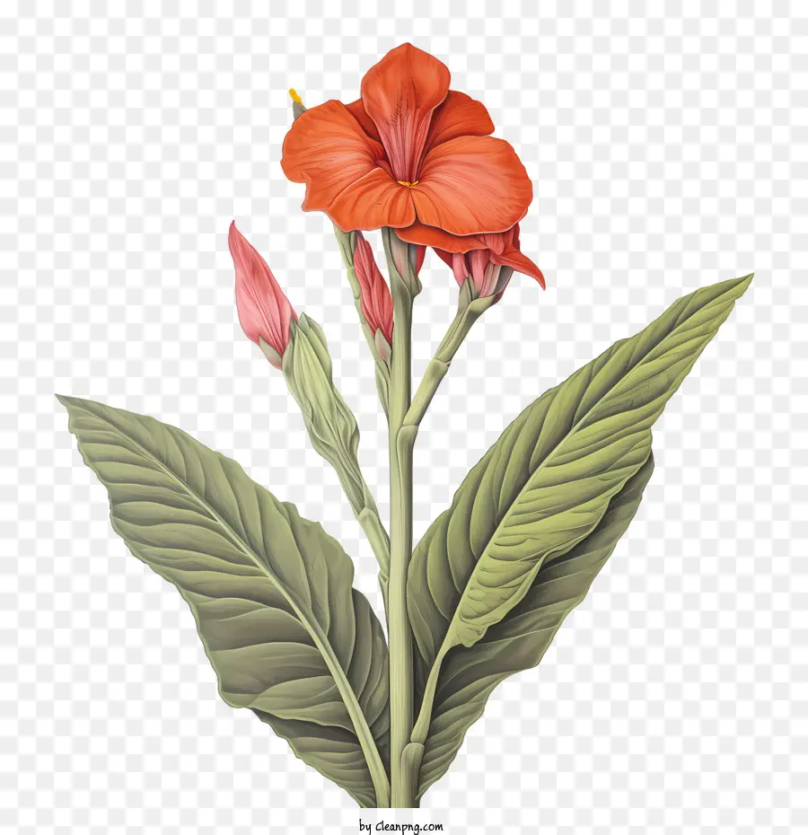 Canna Indica，Flores De Laranja PNG