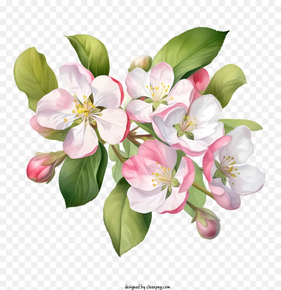 Apple Blossom，Florescimento PNG