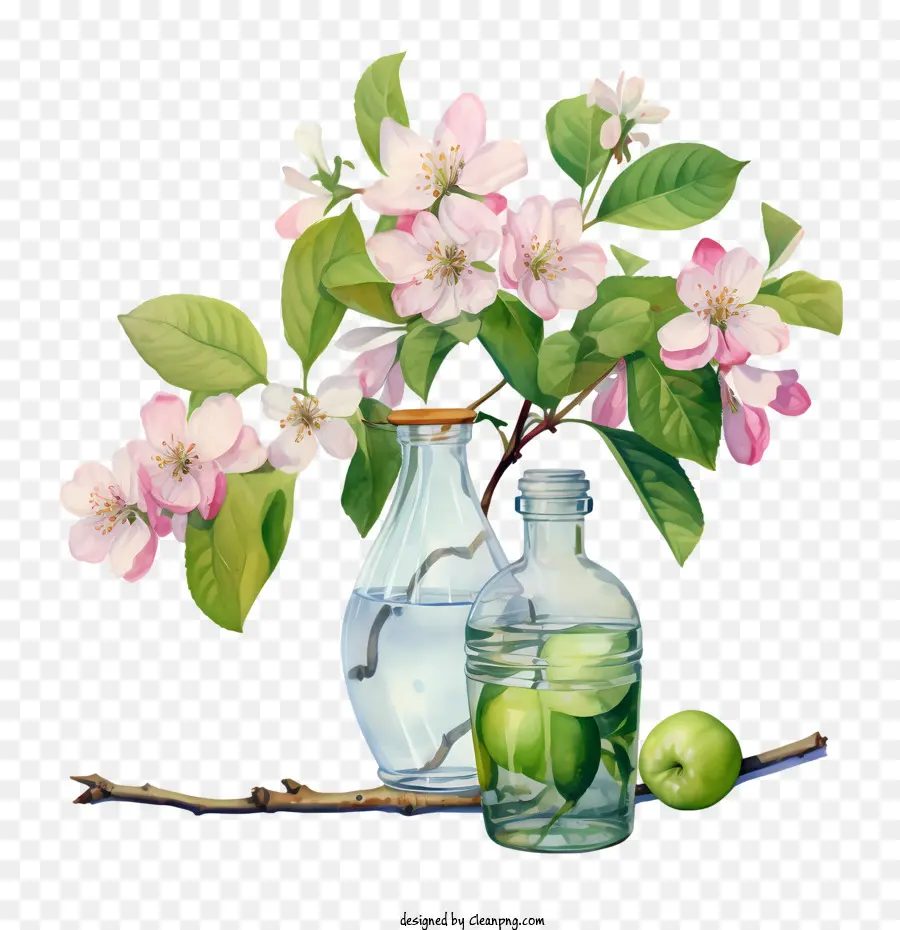 Apple Blossom，Apple Floresce PNG