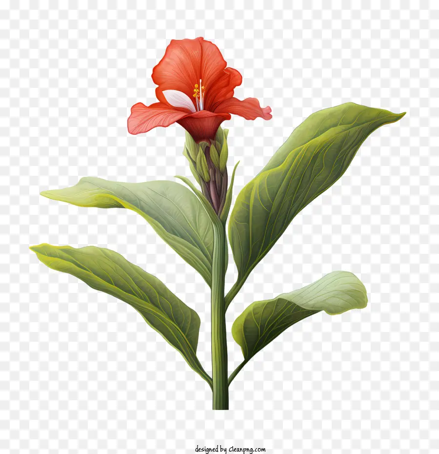 Canna Indica，Flor Vermelha PNG