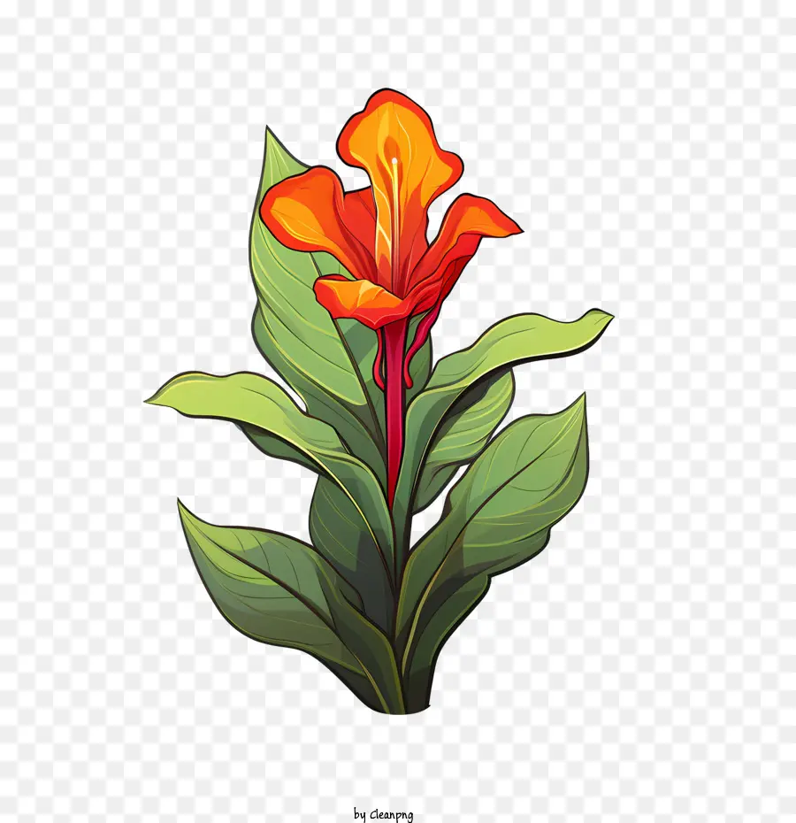 Canna Indica，Flor Vermelha PNG