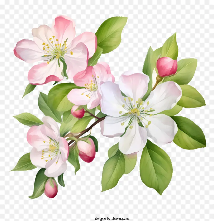 Apple Blossom，Apple Floresce PNG