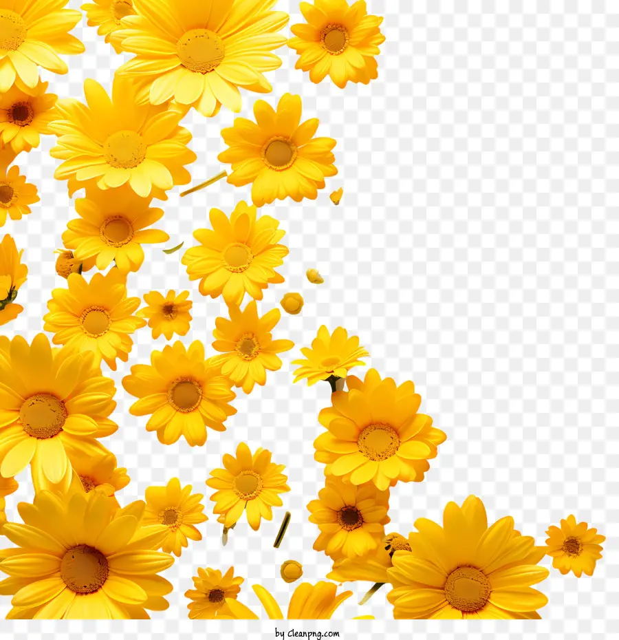 Flores Amarelas，Margaridas PNG
