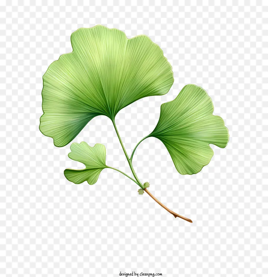 Ginkgo Biloba，Ginkgo Folha PNG