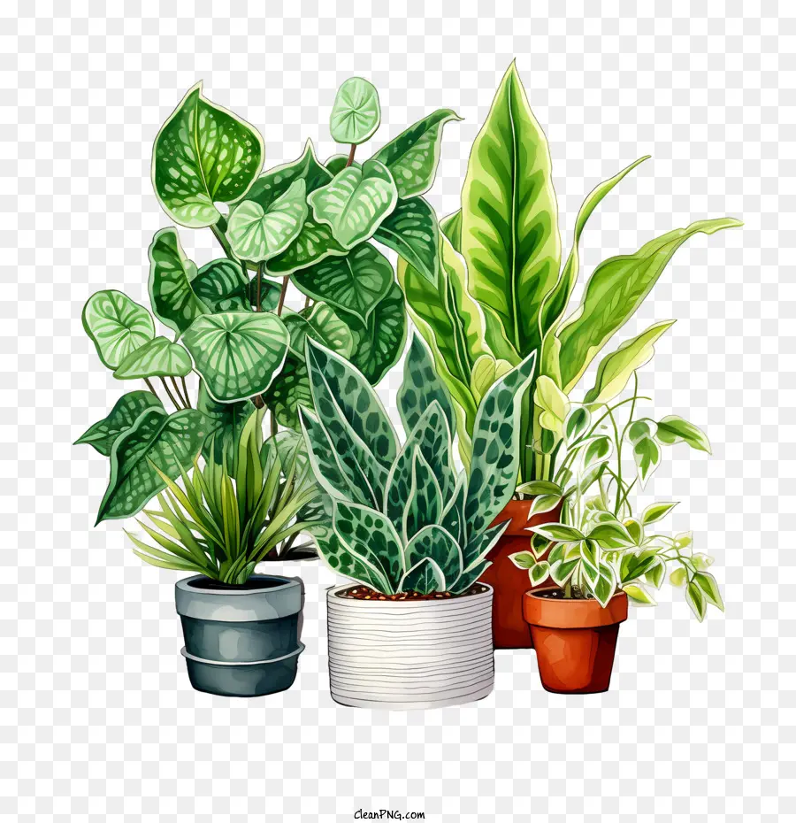 Dia Da Apreciação Da Planta Da Casa，Plantas PNG