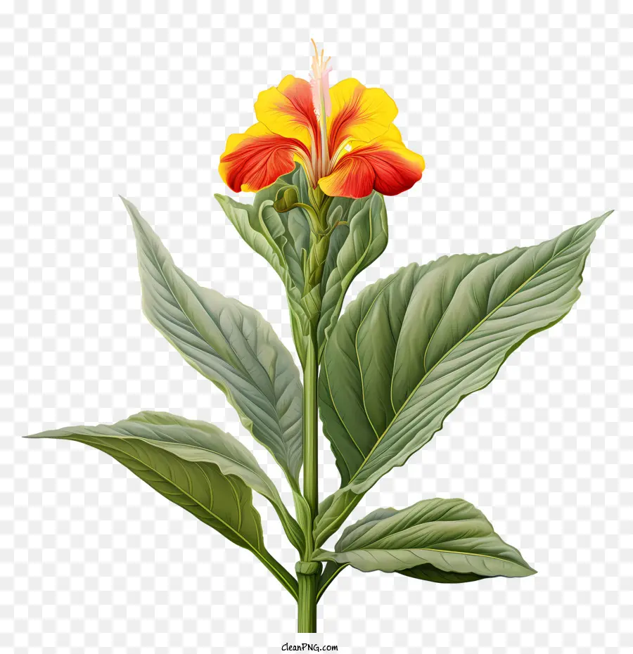 Canna Indica，Flores Laranja PNG