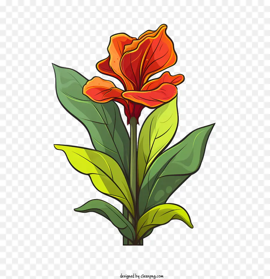 Canna Indica，Flor Vermelha PNG