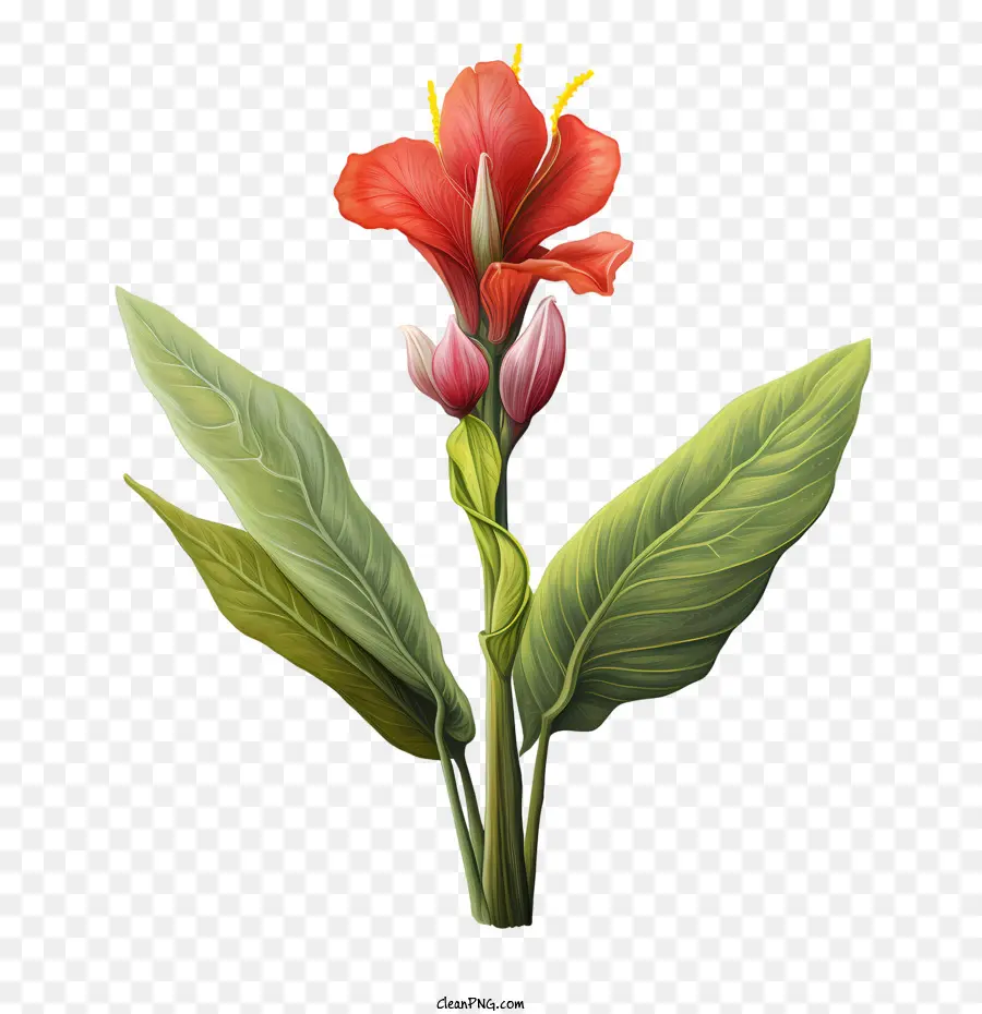 Canna Indica，Flor Vermelha PNG