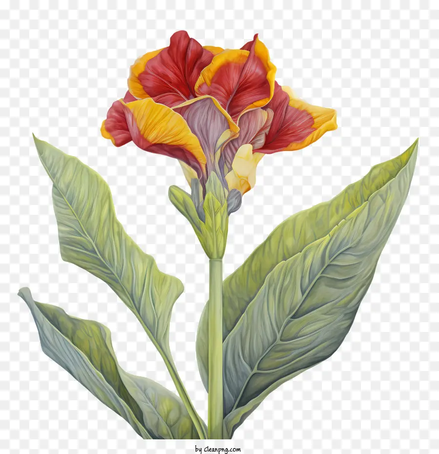 Canna Indica，Flor Vermelha PNG