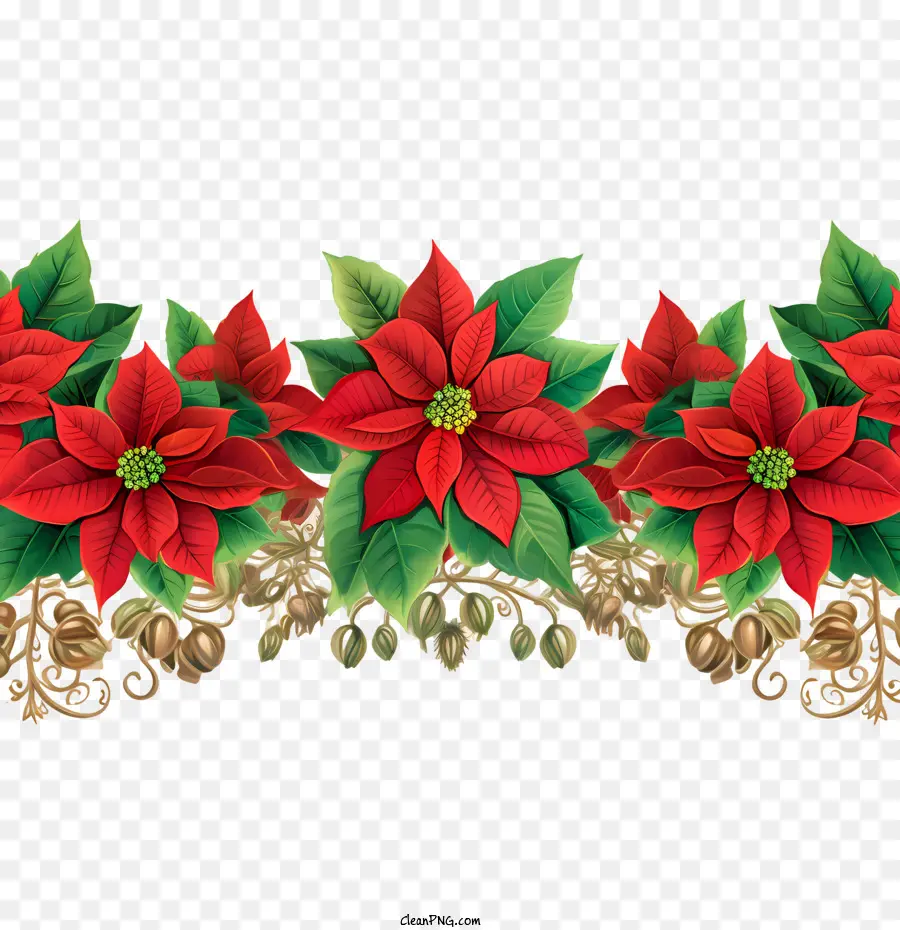 Poinsettia Flor Borrogh，Red Poinsettias PNG