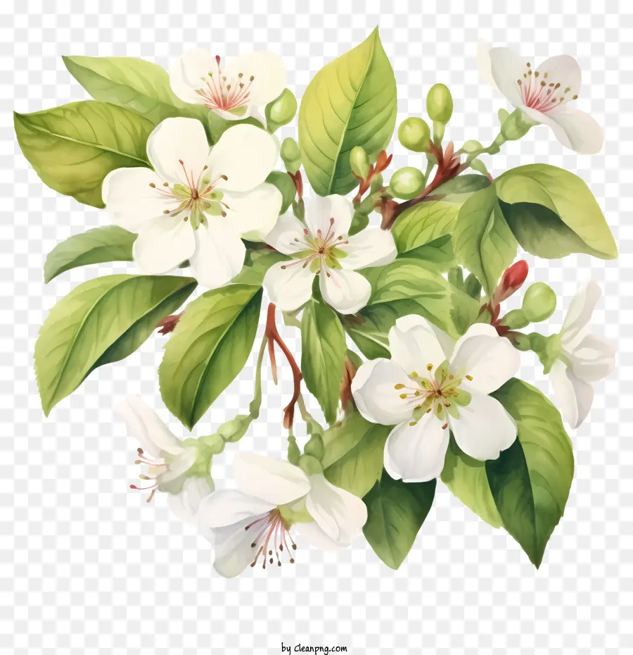 Apple Blossom，Blossom PNG