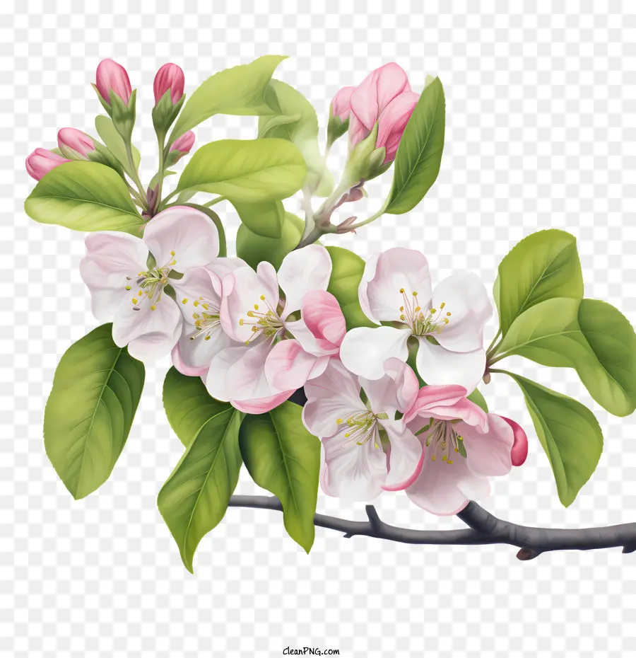 Apple Blossom，Florescimento PNG