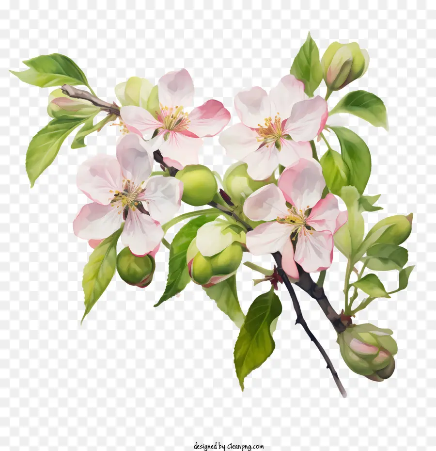 Apple Blossom，Aquarela PNG