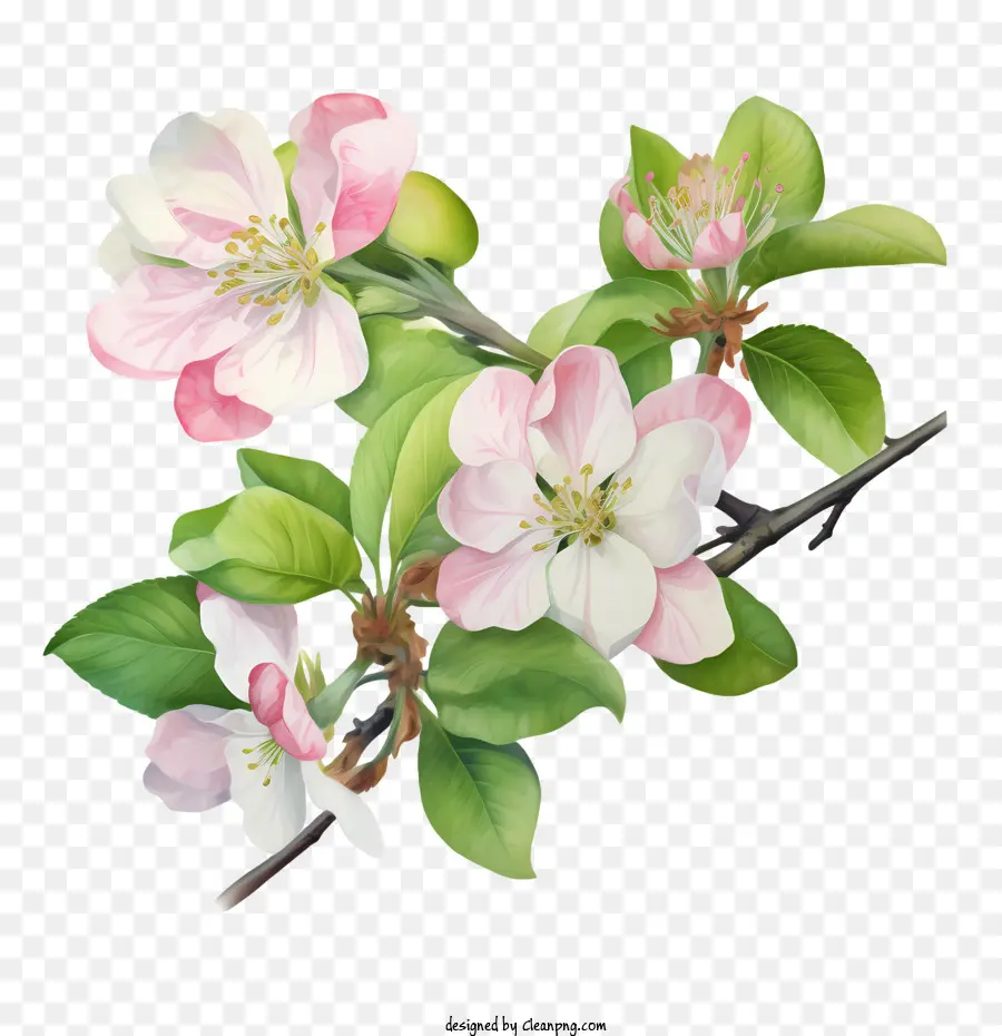 Flor De Maçã，Flor De Cerejeira PNG