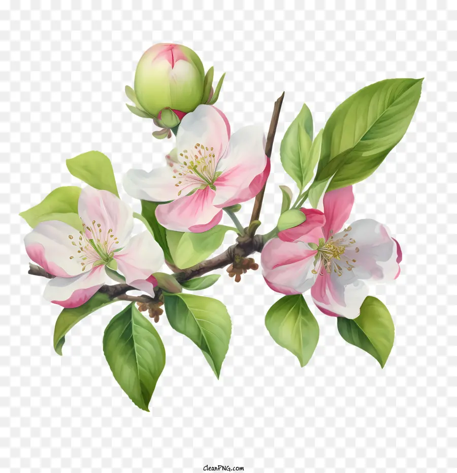 Apple Blossom，Florescendo PNG