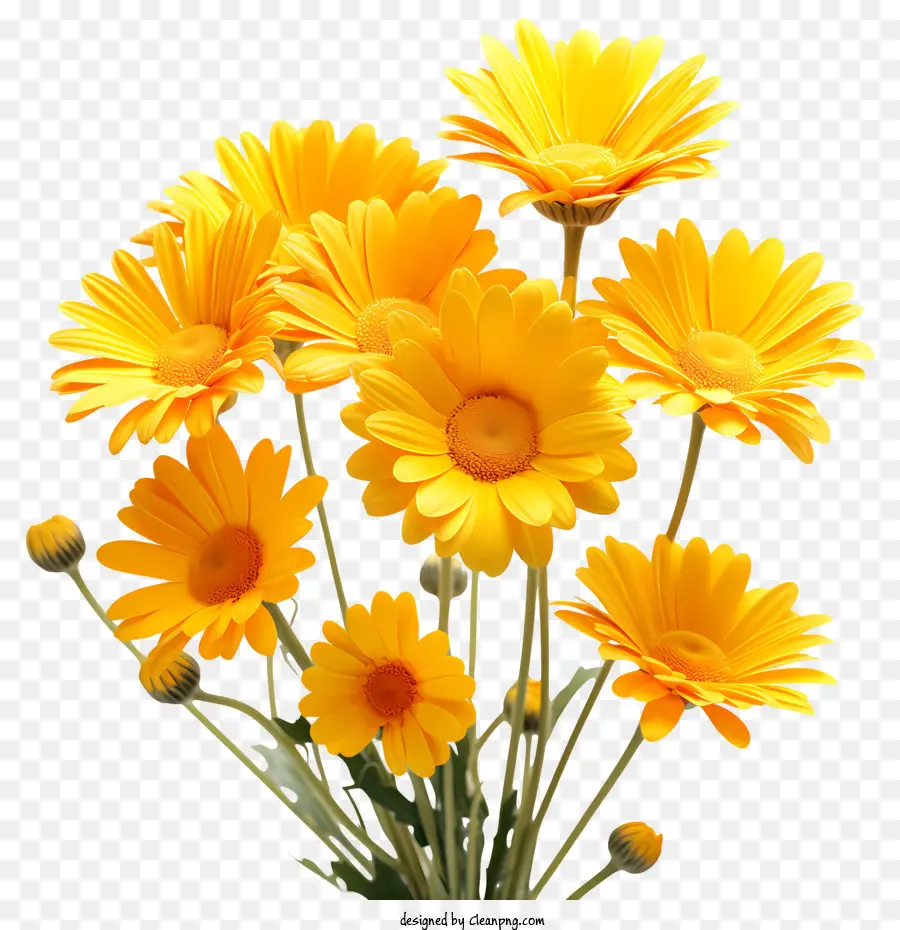 Flores Amarelas，Margarida PNG