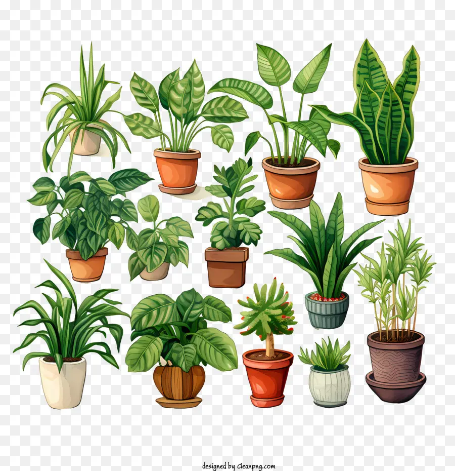 Dia Da Apreciação Da Planta Da Casa，Plantas PNG