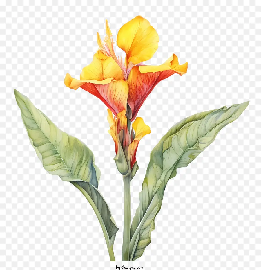 Canna Indica，Flor Amarela PNG