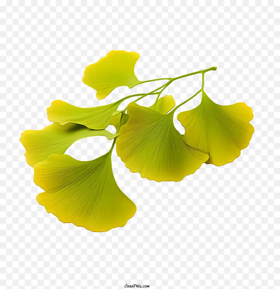 Folhas De Ginkgo Biloba，Folhas Amarelas PNG