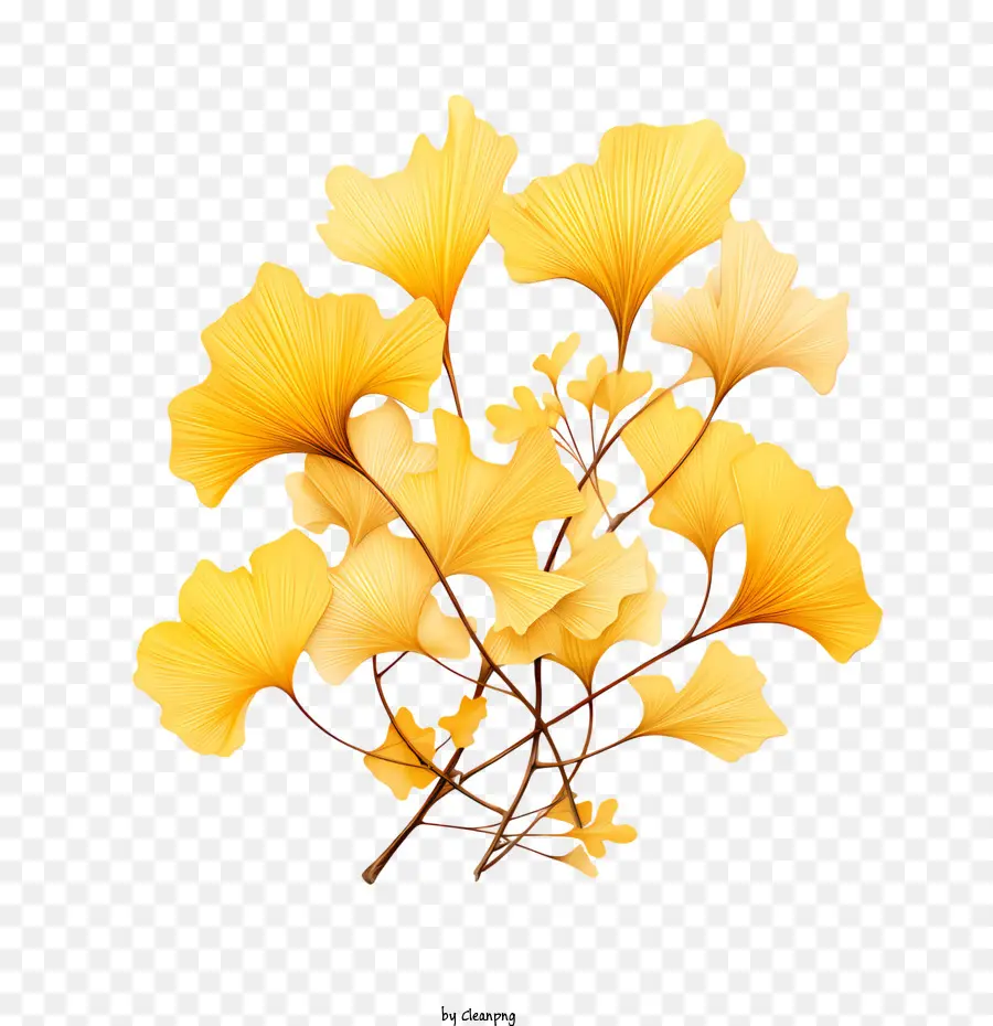 Folhas De Ginkgo Biloba，Folhas Amarelas PNG