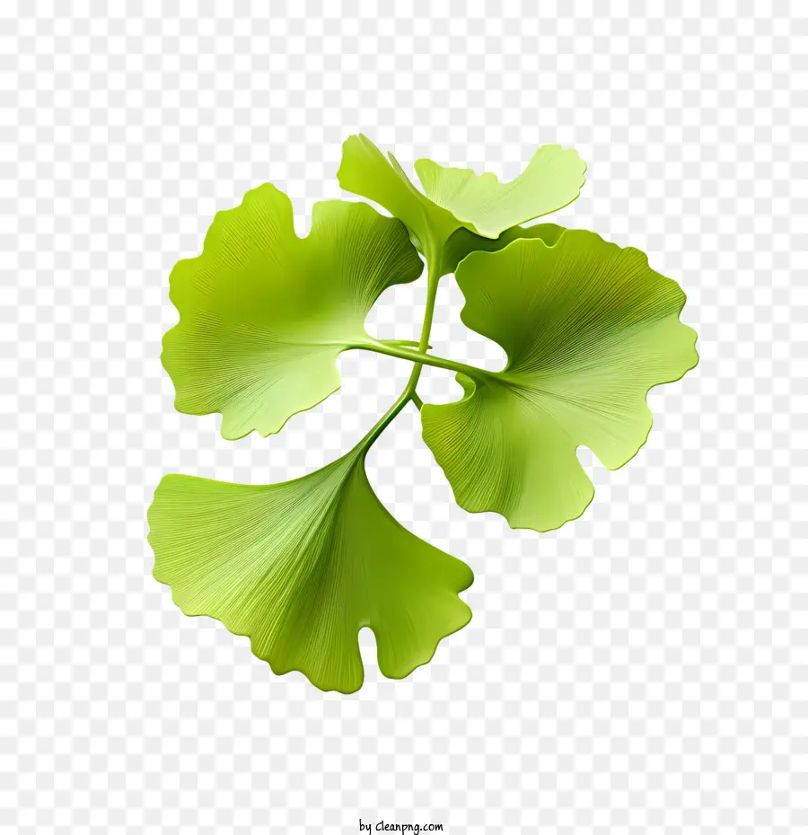 Folhas De Ginkgo Biloba，Folhas PNG