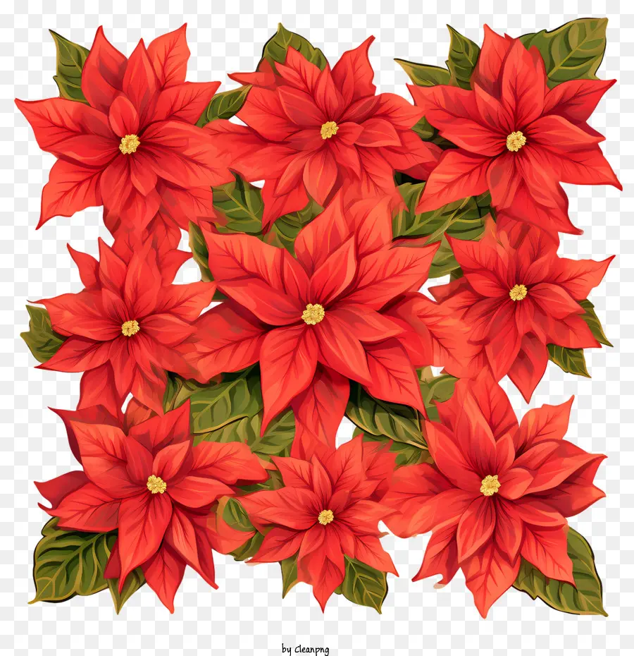 Coroa De Flores De Poinsétia，Flores De Poinsétia Vermelha PNG