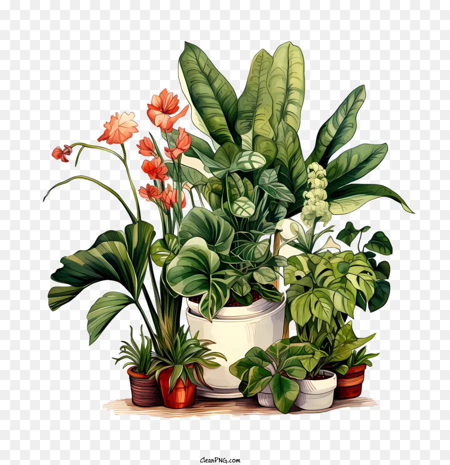 Dia Da Apreciação Da Planta Da Casa，Planta PNG