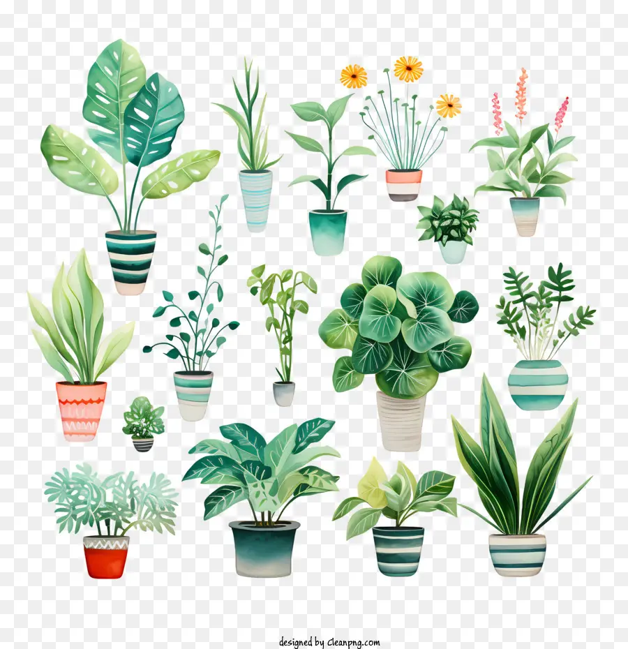 Dia De Valorização Das Plantas De Casa，Vasos De Plantas PNG