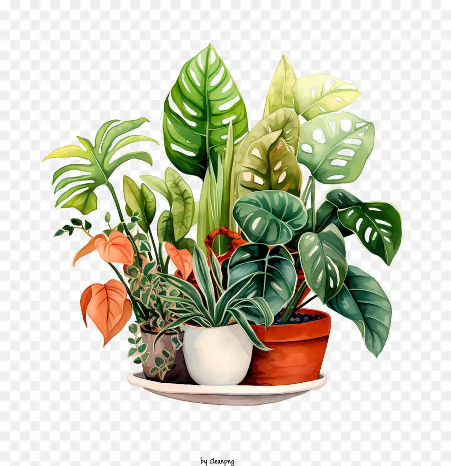 Dia De Valorização Das Plantas De Casa，Plantas PNG