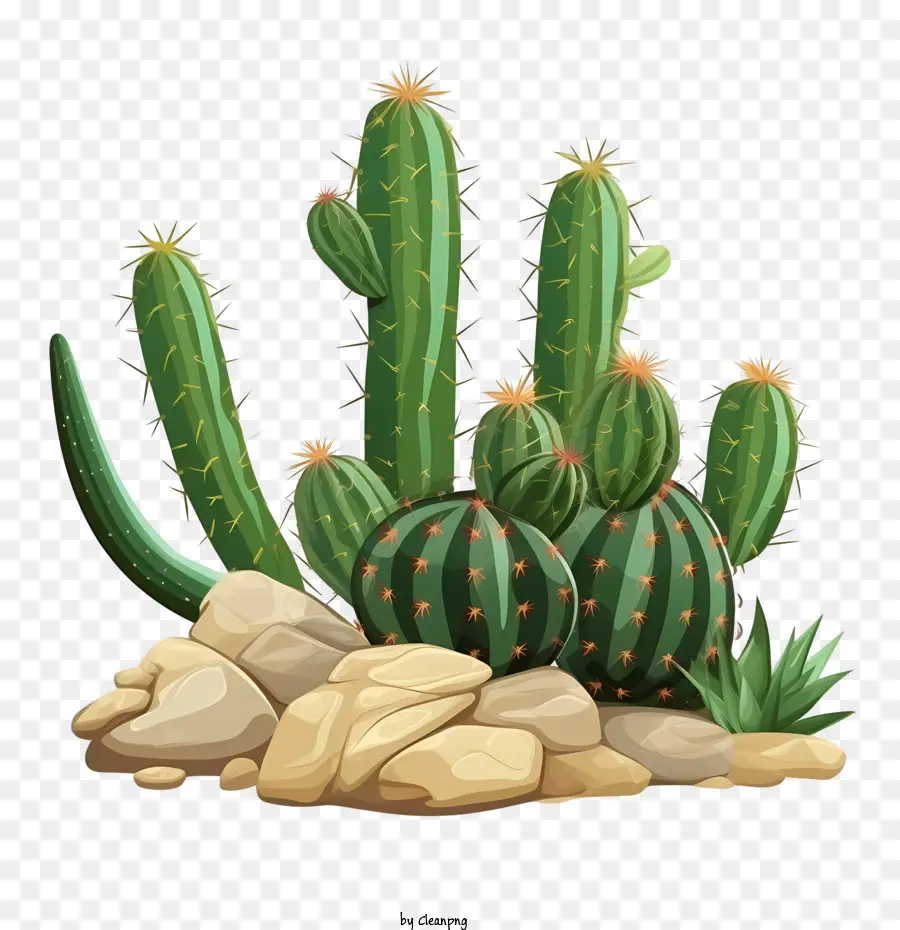 Cactus，Pera Espinhosa PNG