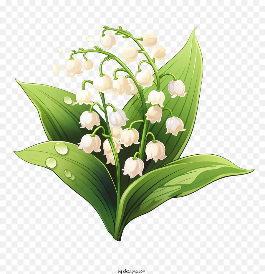 Lírio Do Vale，Flores Brancas PNG
