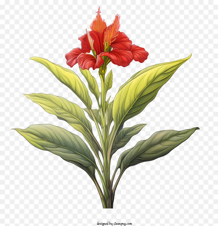 Canna Indica，Flor Vermelha PNG