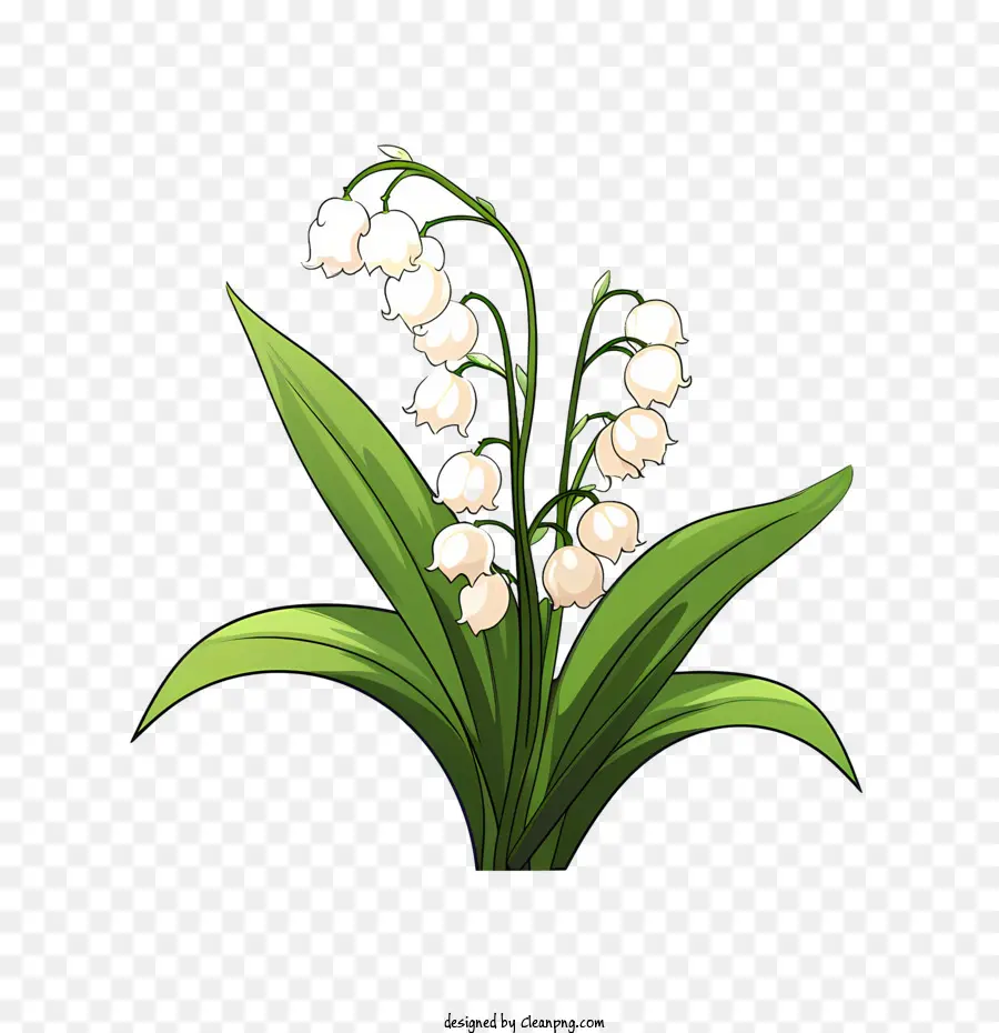 Lírio Do Vale，Flores Brancas PNG