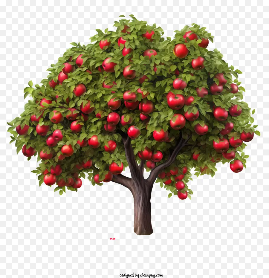 Apple Da Fruta，Maçãs PNG