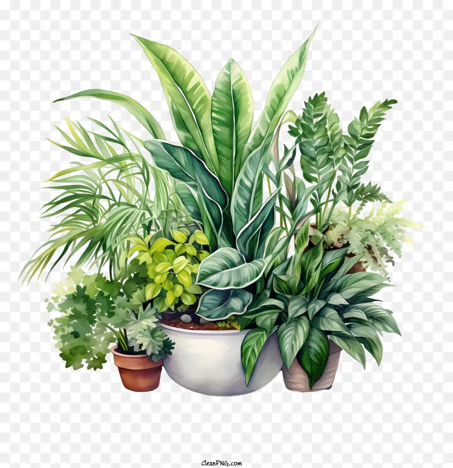 Dia Da Apreciação Da Planta Da Casa，Plantas Tropicais PNG