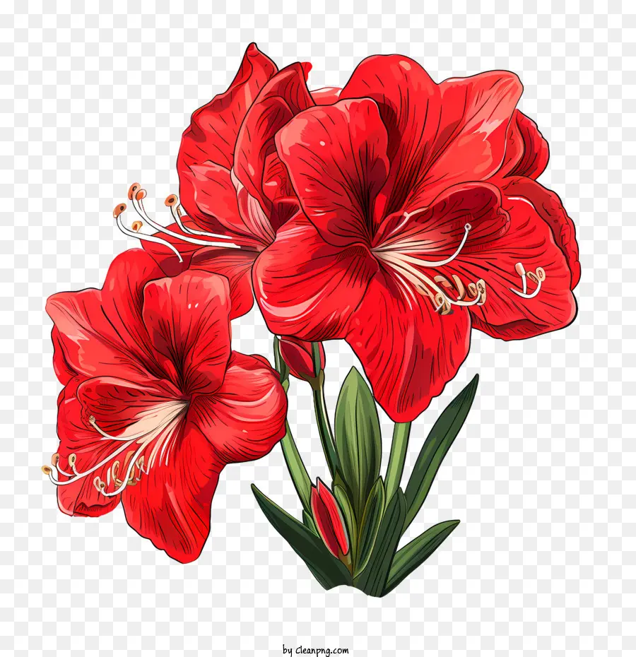 Amaryllis Flor，Vermelho Amarílis PNG