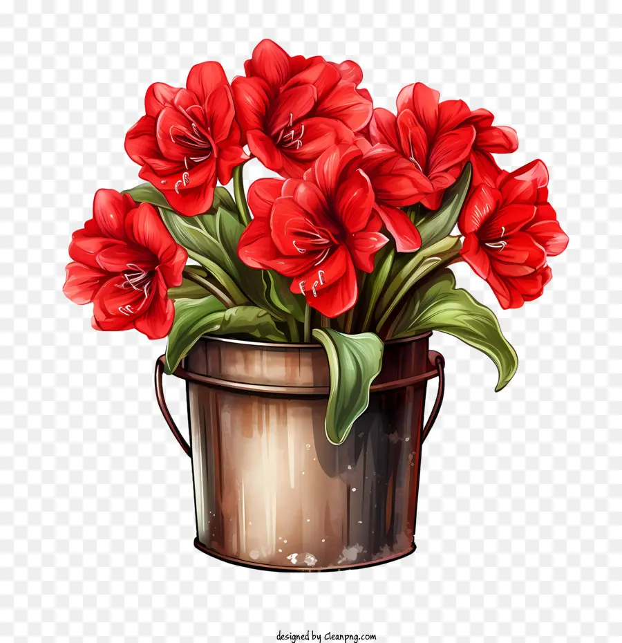 Amaryllis Flor，Flores Vermelhas PNG