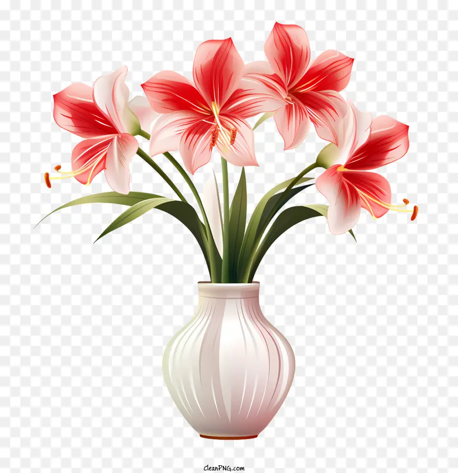 Amaryllis Flor，Flores PNG