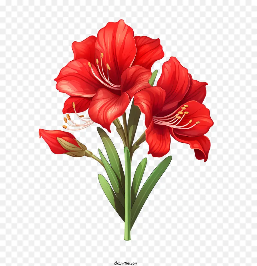 Amaryllis Flor，Flor Vermelha PNG