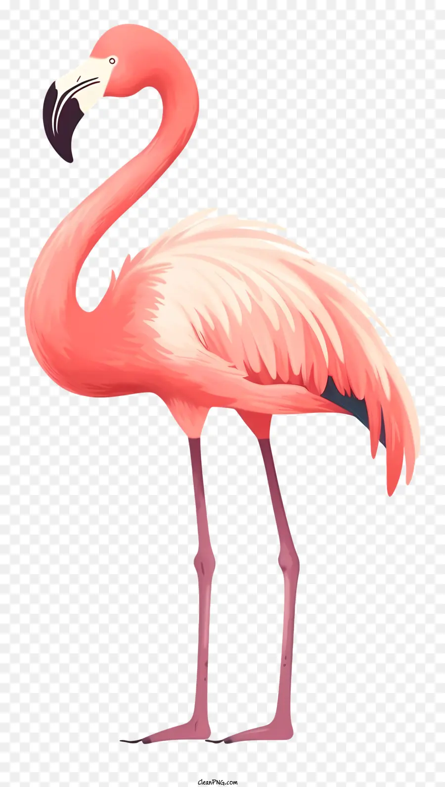 Cor De Rosa Flamingo，Pássaro Ilustração PNG