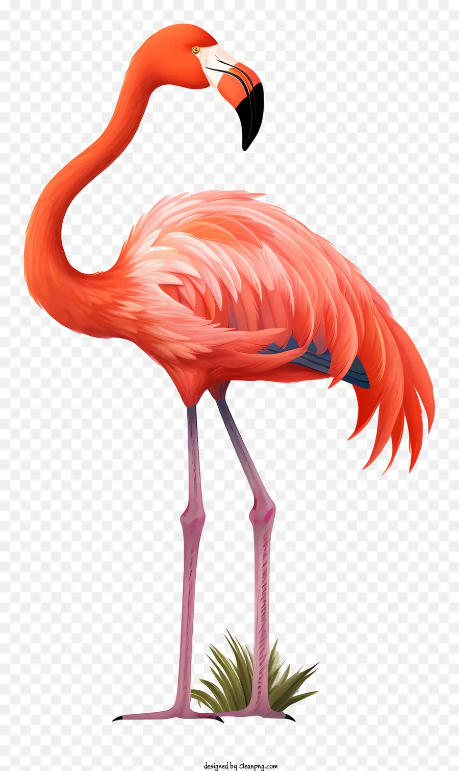 Flamingo，Aves PNG